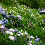 Hydrangea in Kyoto, Japan