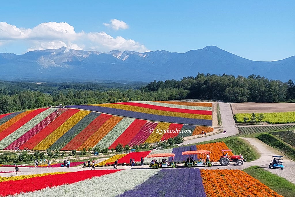 Shikisai no Oka in Summer