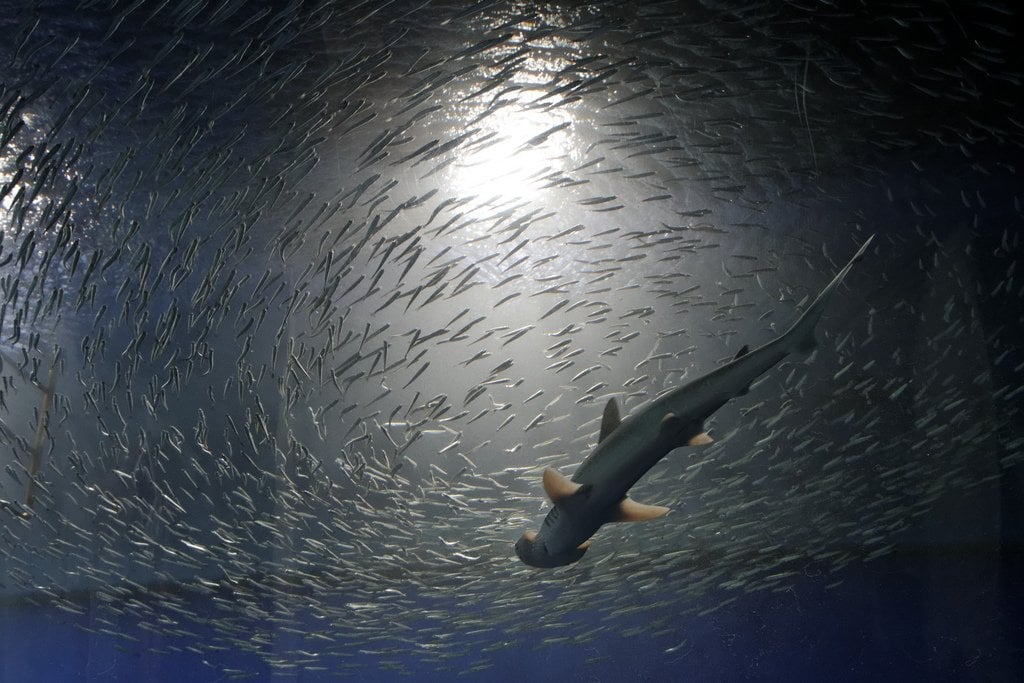 Whale Shark at Osaka Aquarium, Osaka