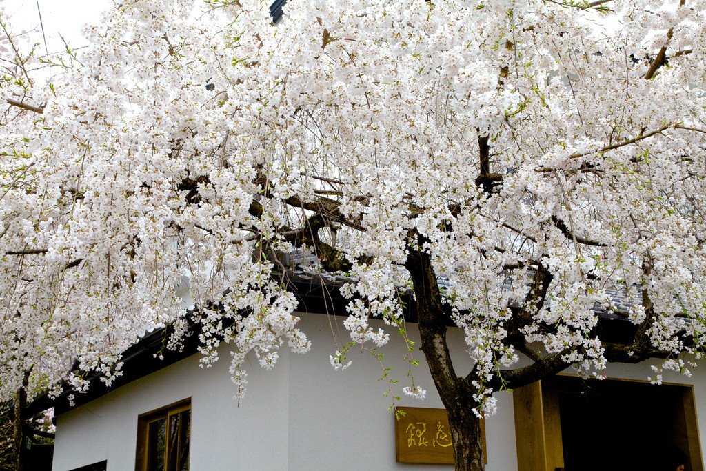 White_Cherry_Blossoms_in_Kyoto_Japan