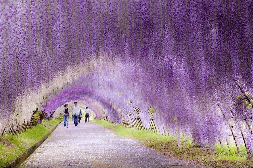 Wisteria Flowers at Kawachi Fujien Wisteria Garden