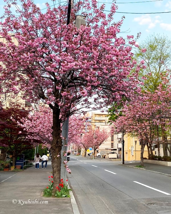 Yaezakura trees are in full bloom at Minami 4&nbsp; Jonishi Sakura Lane, Sapporo