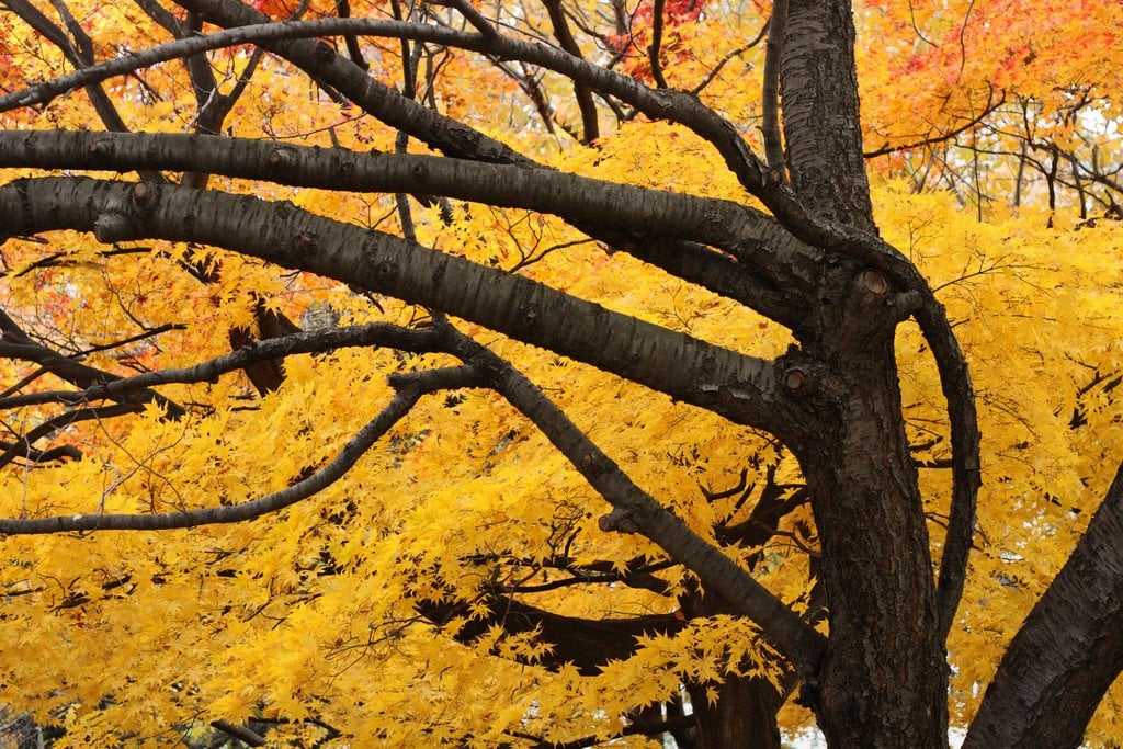 Yellow_Maple_Leaves_in_Autumn_Japan