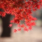 Yoyogi Park in Fall, Tokyo